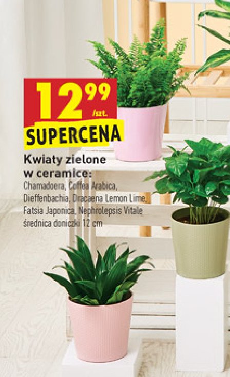 Dracaena lemon lime promocja