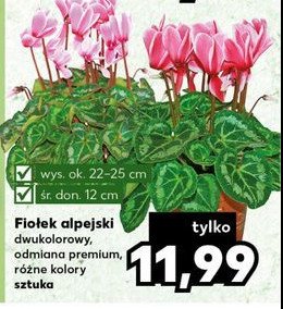 Fio艂ek alpejski don. 12 cm promocja