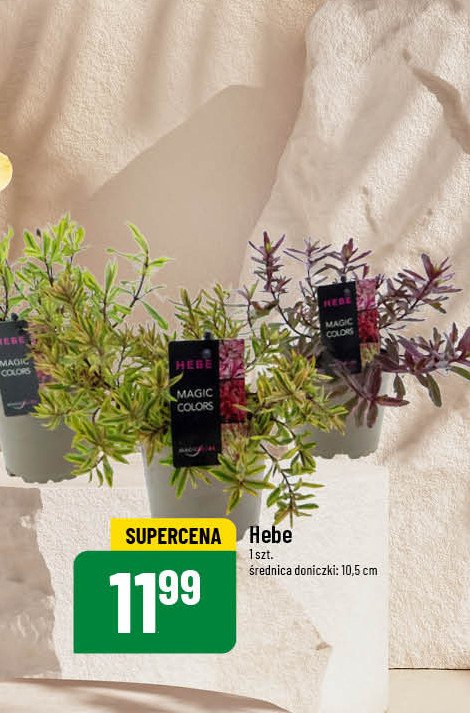 Hebe promocja w POLOmarket