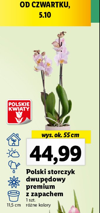Storczyk dwupędowy premium 11.5 cm promocja