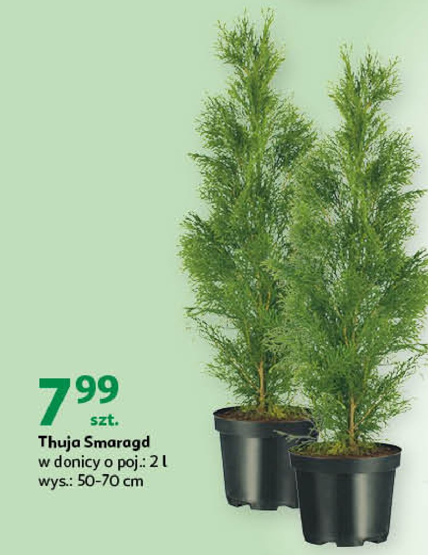 Tuja smaragd 50-60 cm donica 2 l promocja