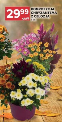 Kompozycja chryzantema z celozją 1 szt. promocja w Stokrotka