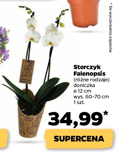 Storczyk falenopsis śr.12 cm promocja