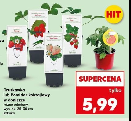 Truskawka w doniczce promocja w Kaufland