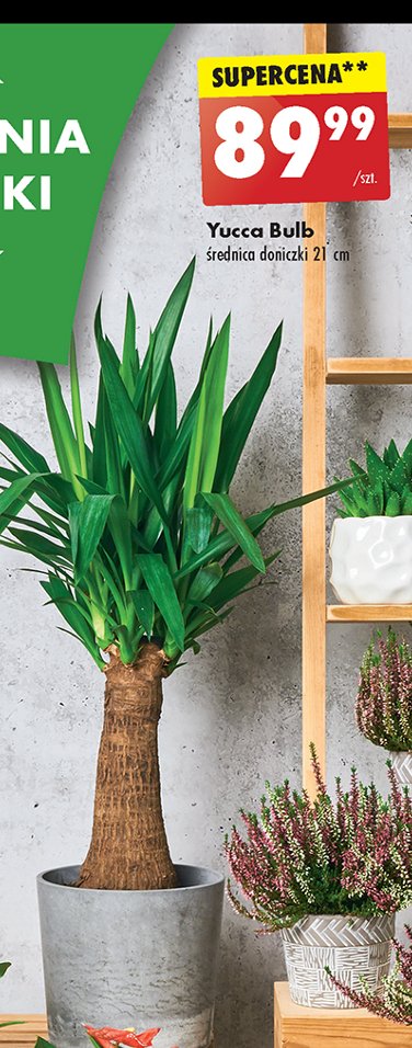 Yucca bulb promocja