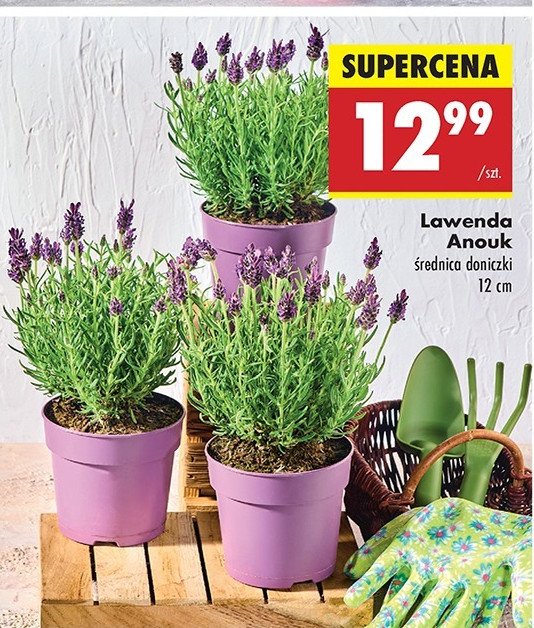 Lawenda anouk 12 cm promocja w Biedronka