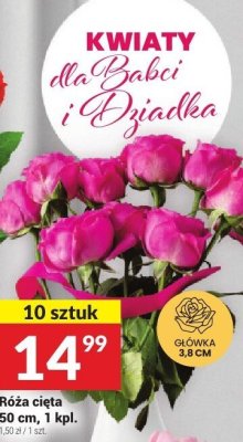 Róża cięta, 50 cm, 1 kpl. promocja w Twój Market