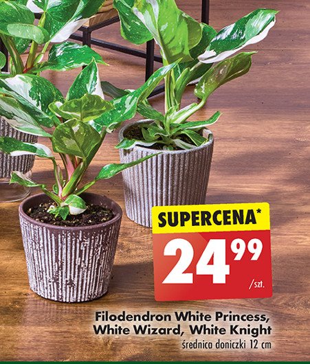 Filodendron white wizard promocja