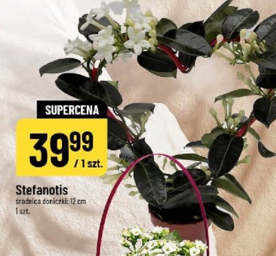 Stefanotis promocja w POLOmarket
