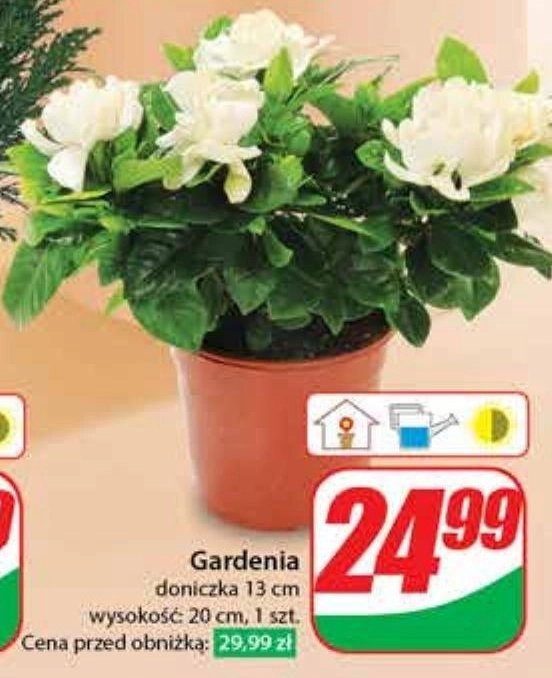 Gardenia 13 cm promocja