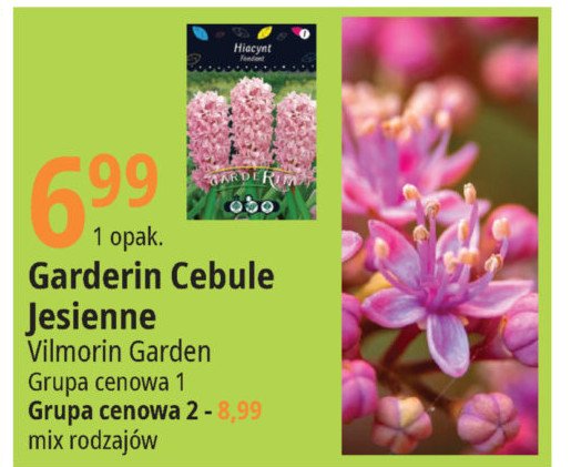 Cebulki kwiat贸w gr 1 Vilmorin garden promocja