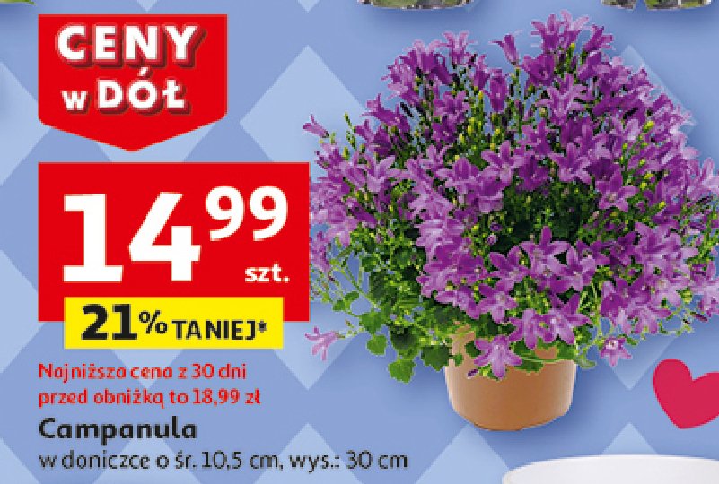 Campanula promocja w Auchan