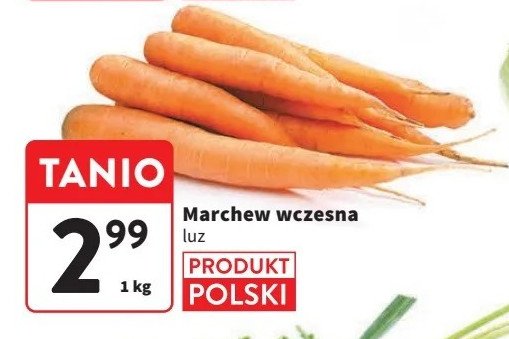 Marchew wczesna polska promocja