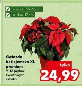 Gwiazda betlejemska xxl 12 cm promocja