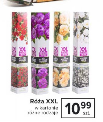 Róża w kartonie xxl fioletowa promocja