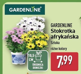 Stokrotka afrykańska don. 10.5 cm GARDEN LINE promocja w Aldi