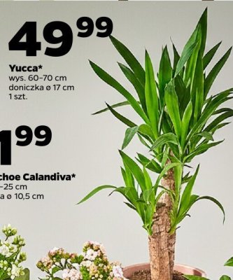 Yucca wys. 60-70 cm doniczka ø 17 cm 1 szt. promocja w Netto