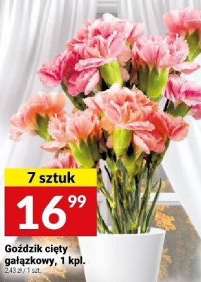 Goździk cięty gałązkowy, 1 kpl. promocja w Twój Market