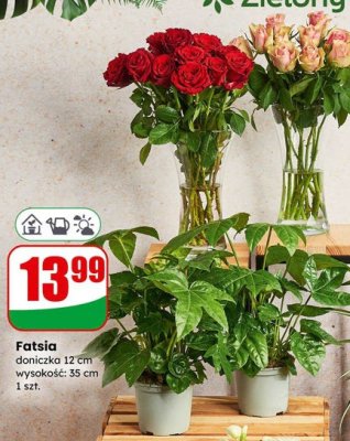 Róże 40 cm promocja w Dino