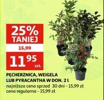 Pęcherznica promocja