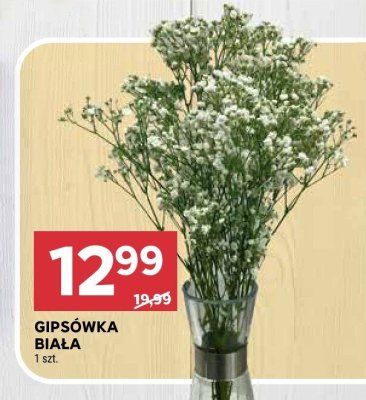 Gipsówka biała promocja w Stokrotka