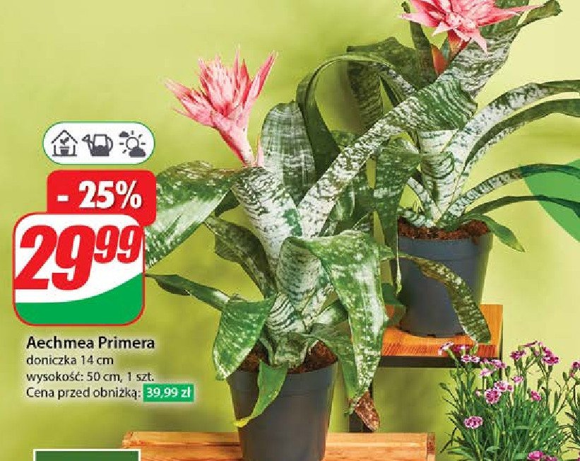Aechmea primera promocja