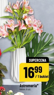 Kalanchoe promocja w POLOmarket