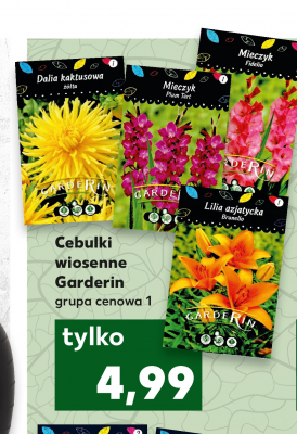 Mieczyk fidelia Garderin promocja
