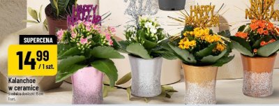 Kalanchoe w ceramice, średnica doniczki: 6 cm promocja w POLOmarket