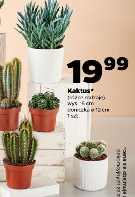 Kaktus (różne rodzaje) wys. 15 cm, doniczka ø 12 cm, 1 szt. promocja w Netto