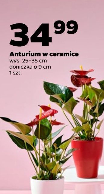 Anturium 9 cm promocja