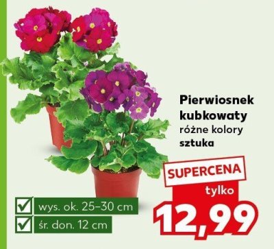 Pierwiosnek kubkowaty różne kolory  promocja w Kaufland