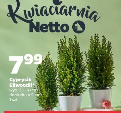Cyprysik Ellwoodii promocja w Netto