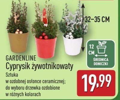 Cyprysik żywotnikowany GARDENLINE promocja w Aldi