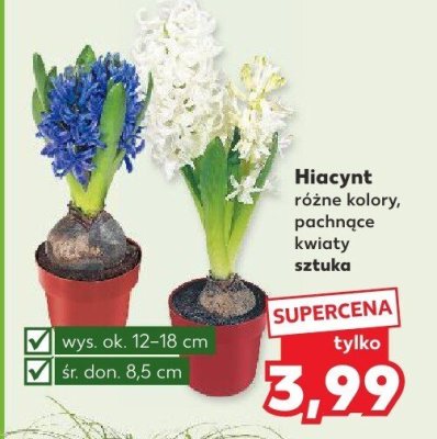 Hiacynt różne kolory promocja w Kaufland