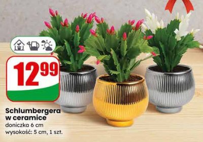 Schlumbergera w ceramice doniczka 6 cm promocja w Dino