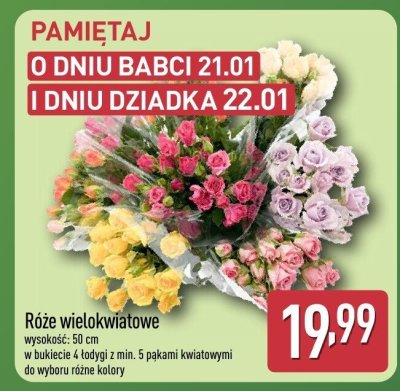 Róże wielokwiatowe promocja w Aldi