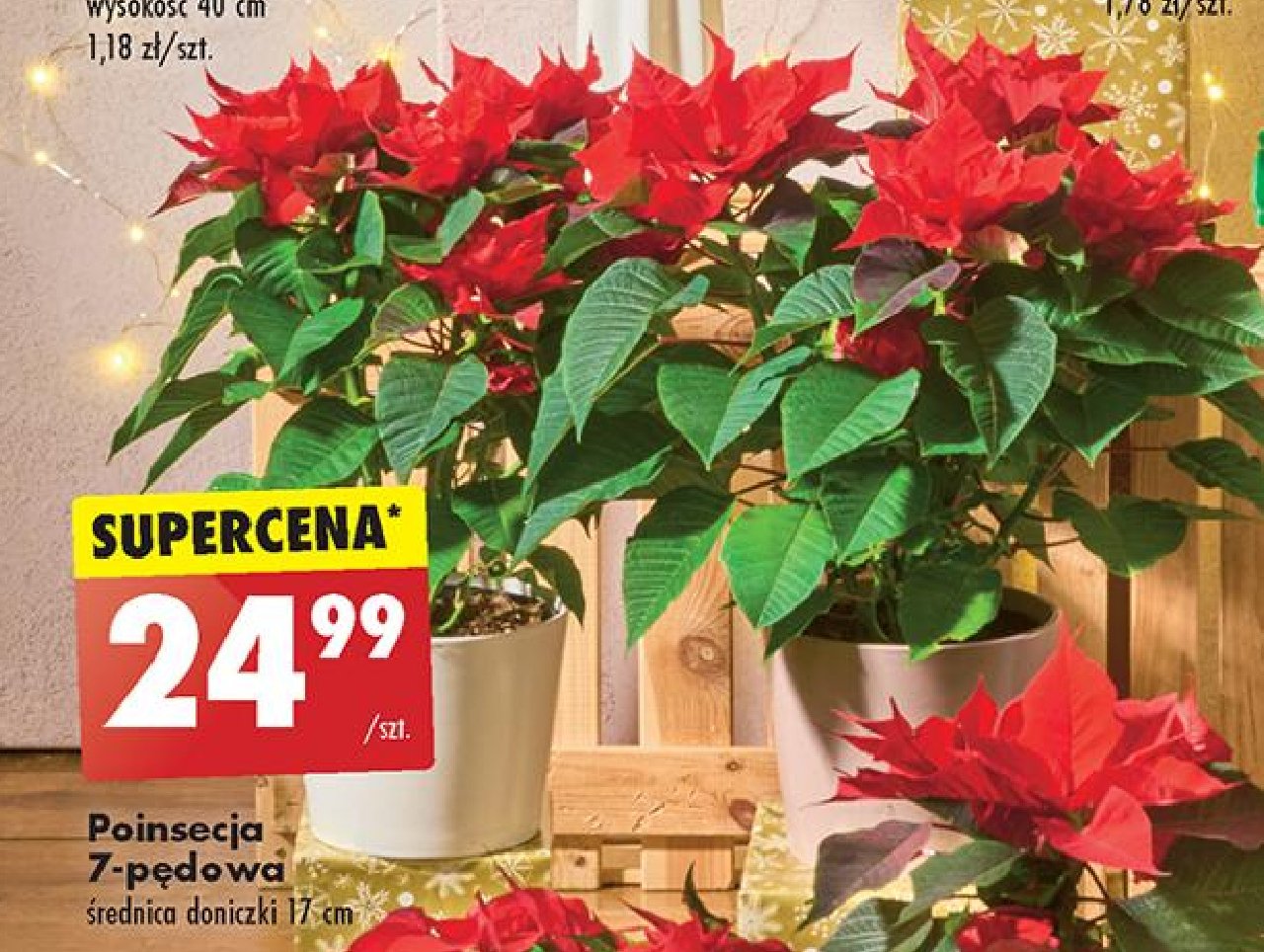 Poinsecja 7 p臋dowa promocja