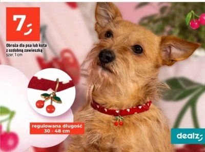 Obroża dla psa lub kota z ozdobną zawieszką szer. 1 cm regulowana długość 30 - 48 cm promocja w Dealz