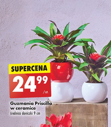 Guzmania priscilla 9 cm promocja