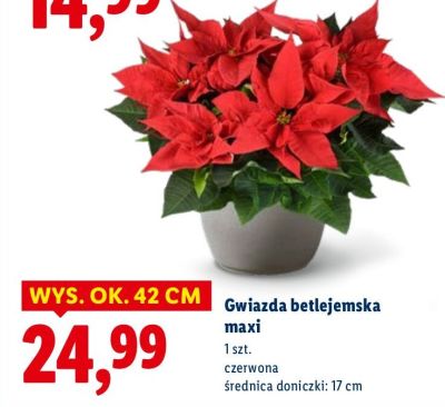 Gwiazda betlejemska maxi promocja w Lidl