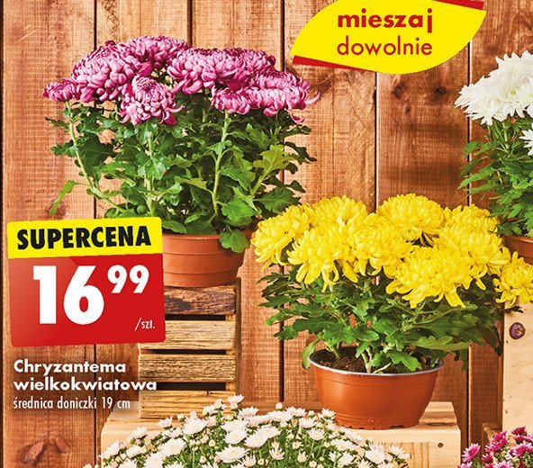 Chryzantema wielokwiatowa w misie 19 cm promocja