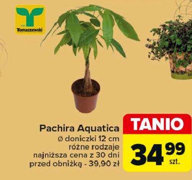 Pachira aquatica don. 12 cm Tomaszewski promocja