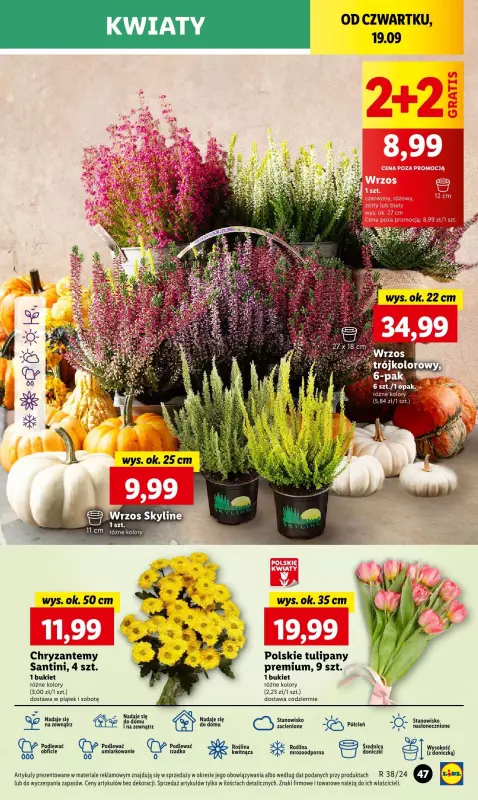 Lidl - gazetka promocyjna Oferta od czwartku od czwartku 19.09 do soboty 21.09 - strona 53