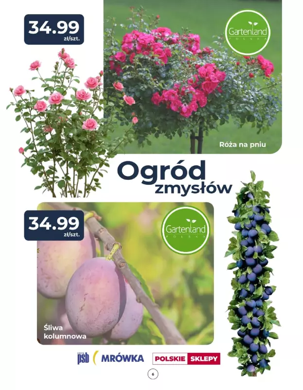 PSB Mrówka - gazetka promocyjna Gazetka  do soboty 24.05 - strona 6