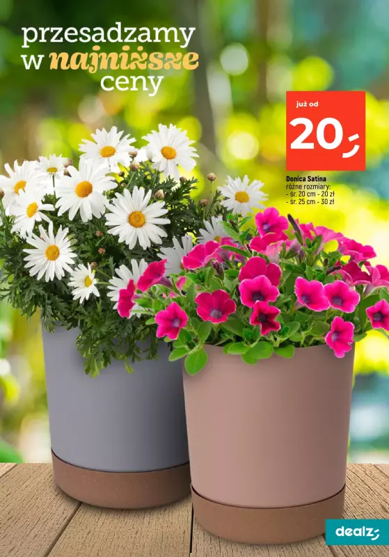 Dealz - gazetka promocyjna PRZESADZAMY W NAJNIŻSZE CENY od wtorku 22.04 do poniedziałku 30.06 - strona 19