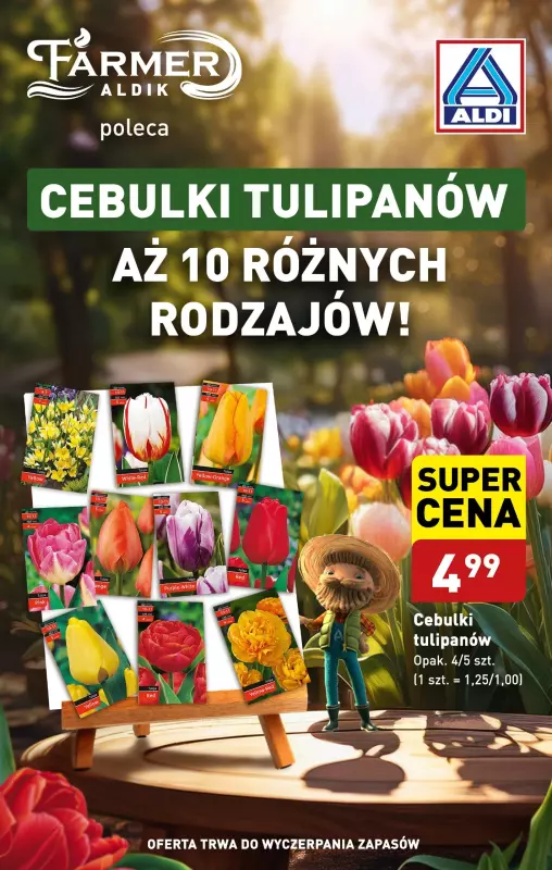 Aldi - gazetka promocyjna Tulipany od czwartku 19.09 do soboty 21.09