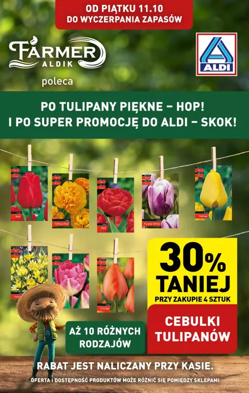 Aldi - gazetka promocyjna Cebulki tulipanów od piątku 11.10 do soboty 12.10