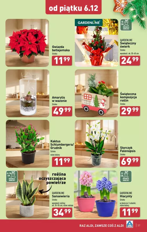 Aldi - gazetka promocyjna Pełny katalog! od poniedziałku 02.12 do soboty 07.12 - strona 37