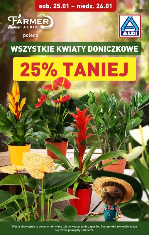 Aldi - gazetka promocyjna Kwiaty doniczkowe 25% taniej! od soboty 25.01 do niedzieli 26.01